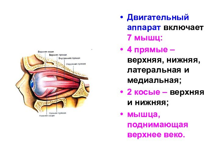 Двигательный аппарат включает 7 мышц:4 прямые – верхняя, нижняя, латеральная и медиальная;2