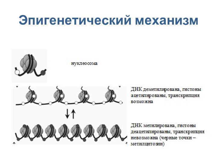 Эпигенетический механизм