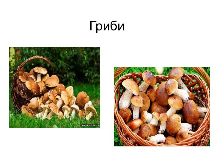 Гриби