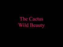 The Cactus Wild Beauty