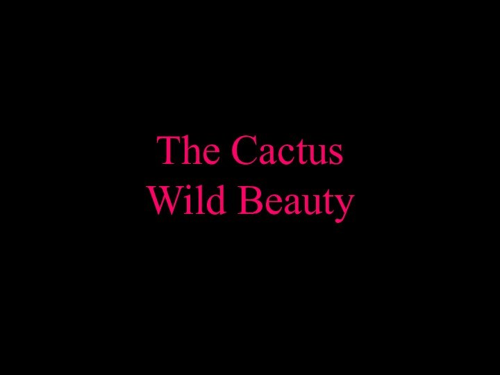 The Cactus Wild Beauty