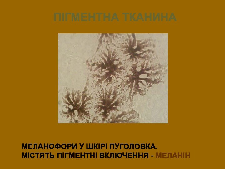 МЕЛАНОФОРИ У ШКІРІ ПУГОЛОВКА.  МІСТЯТЬ ПІГМЕНТНІ ВКЛЮЧЕННЯ - МЕЛАНІНПІГМЕНТНА ТКАНИНА