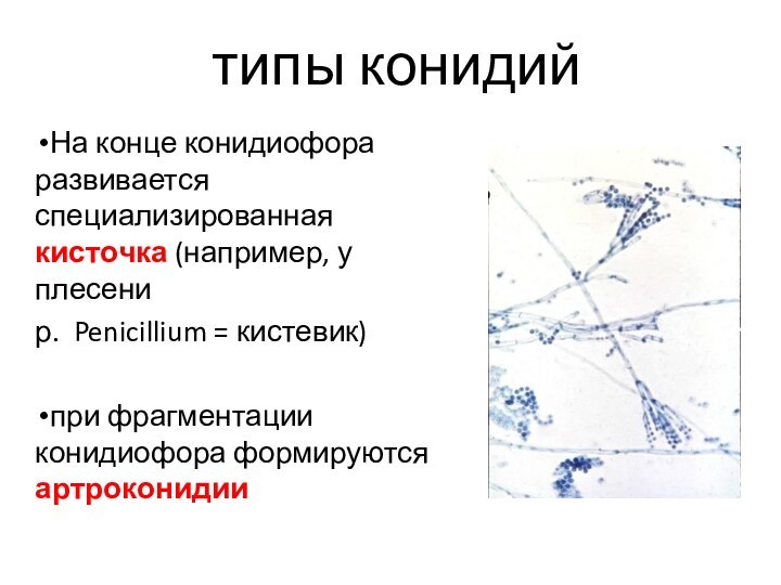 типы конидийНа конце конидиофора развивается специализированная кисточка (например, у плесенир. Penicillium