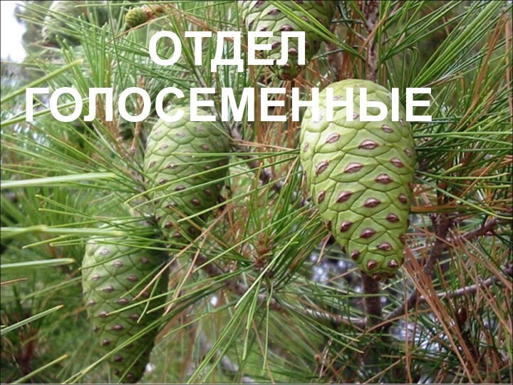 ОТДЕЛ ГОЛОСЕМЕННЫЕ