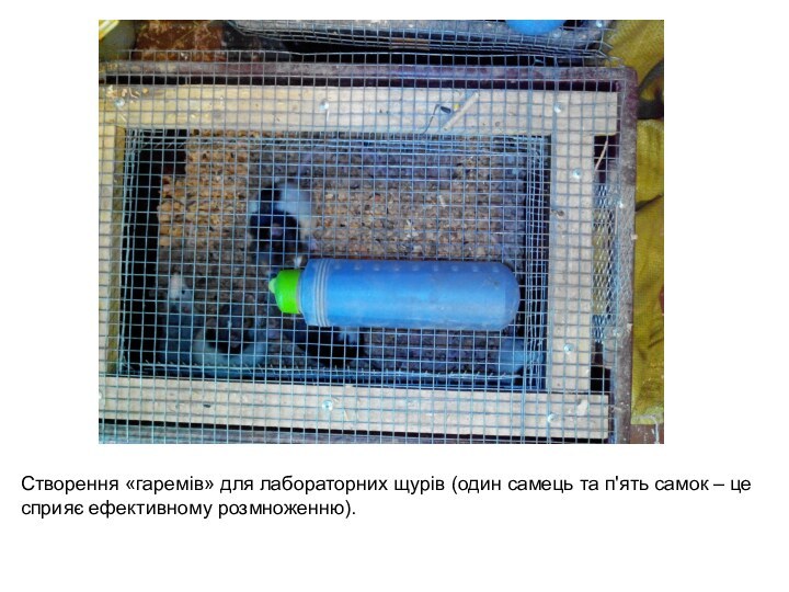 Створення «гаремів» для лабораторних щурів (один самець та п'ять самок – це сприяє ефективному розмноженню).
