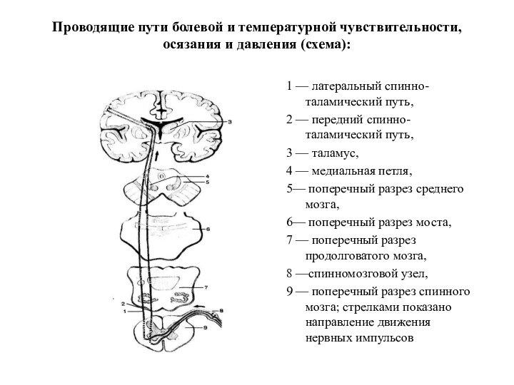 Проводящие пути болевой и температурной чувствительности, осязания и давления (схема):1 — латеральный