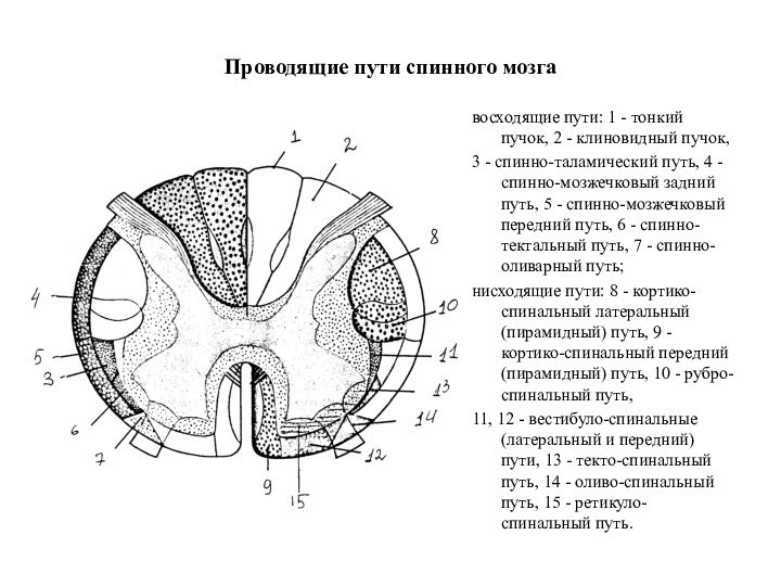 Проводящие пути спинного мозга восходящие пути: 1 - тонкий пучок, 2 -