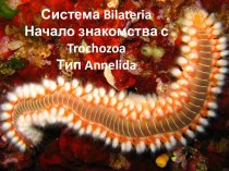 Система Bilateria. Начало знакомства с Trochozoa Тип Annelida