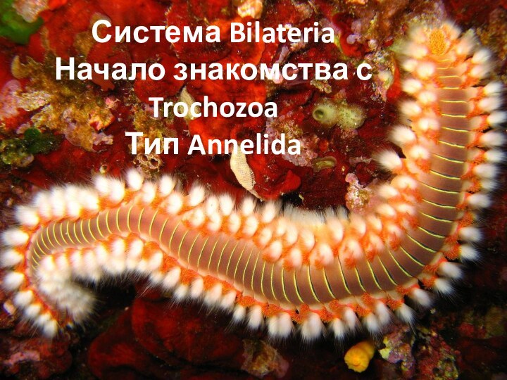 Система Bilateria Начало знакомства с Trochozoa Тип Annelida
