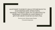 Анатомия тазового дна и промежности, анатомические ориентиры. Мышцы тазового дна: их особенности