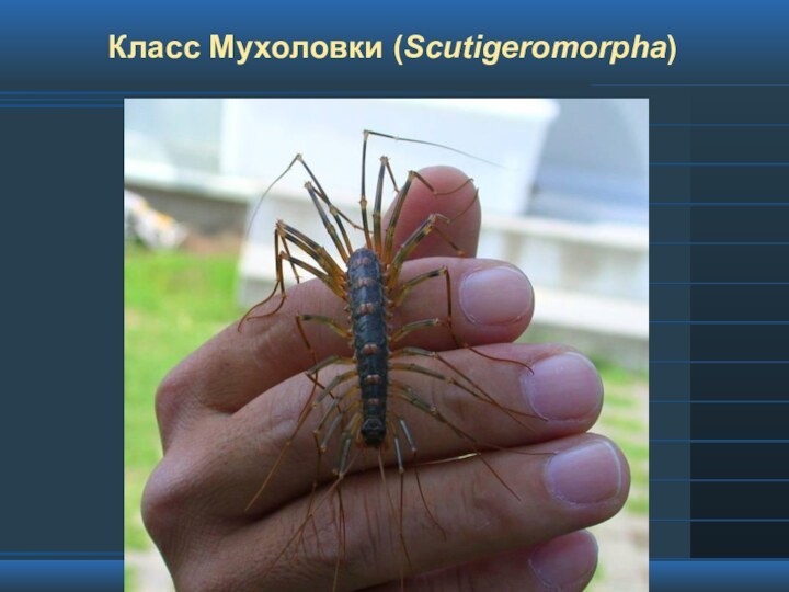 Класс Мухоловки (Scutigeromorpha)