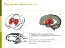 Структуры головного мозга