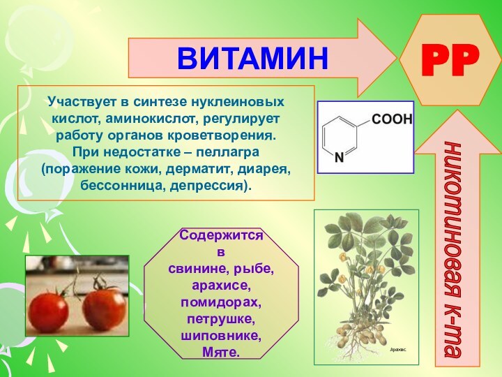 ВИТАМИН PPникотиновая к-та Участвует в синтезе нуклеиновыхкислот, аминокислот, регулируетработу органов кроветворения.При недостатке