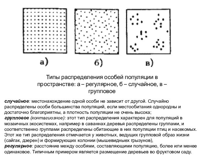 Типы распределения особей популяции в пространстве: а – регулярное, б – случайное,