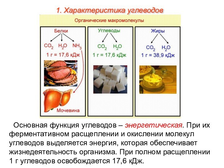 Роль углеводов в живых организмах