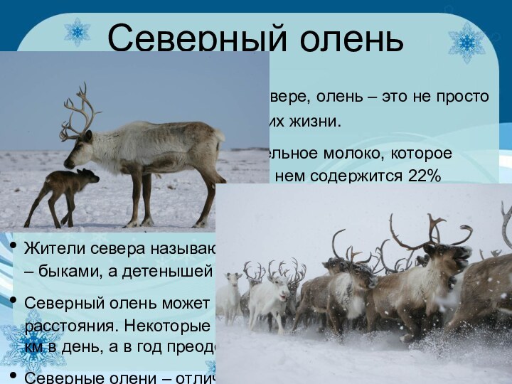 Северный олень Для людей, родившихся на севере, олень – это не просто животное,