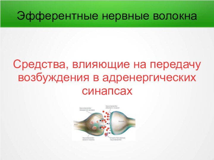 Эфферентные нервные волокнаСредства, влияющие на передачу возбуждения в адренергических синапсах