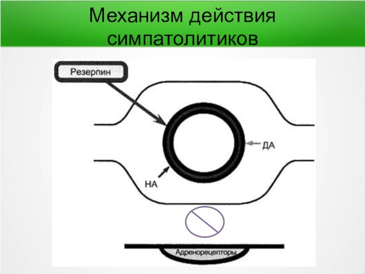 Механизм действия симпатолитиков