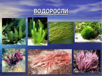 Водоросли. Строение одноклеточной водоросли хламидомонады