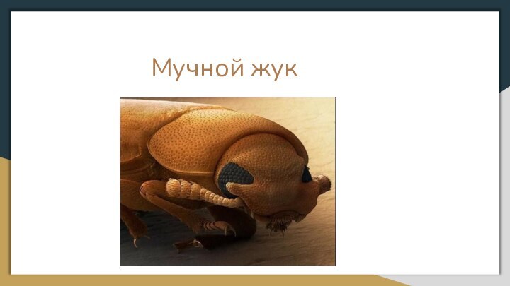 Мучной жук