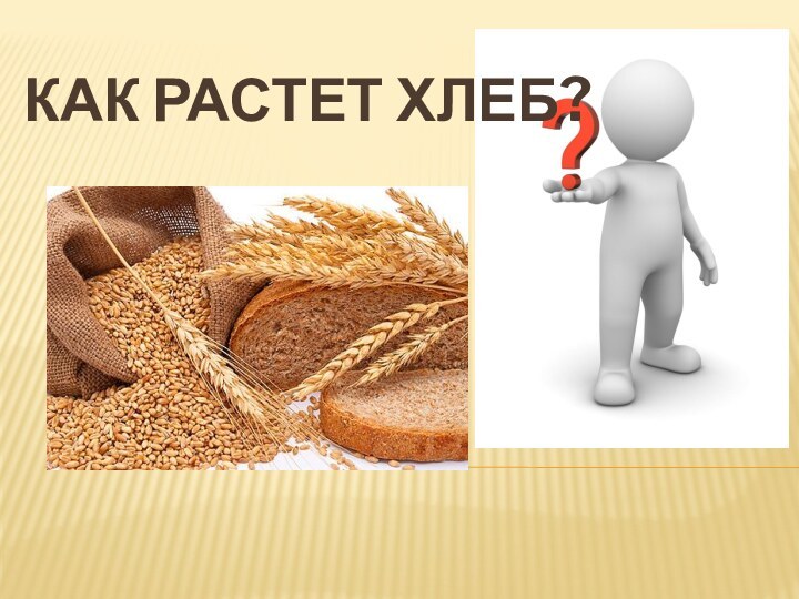 КАК РАСТЕТ ХЛЕБ?