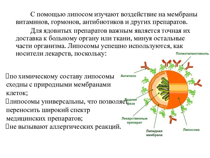 С помощью липосом изучают воздействие на мембраны витаминов, гормонов, антибиотиков и других