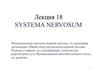 Функциональная анатомия нервной системы,