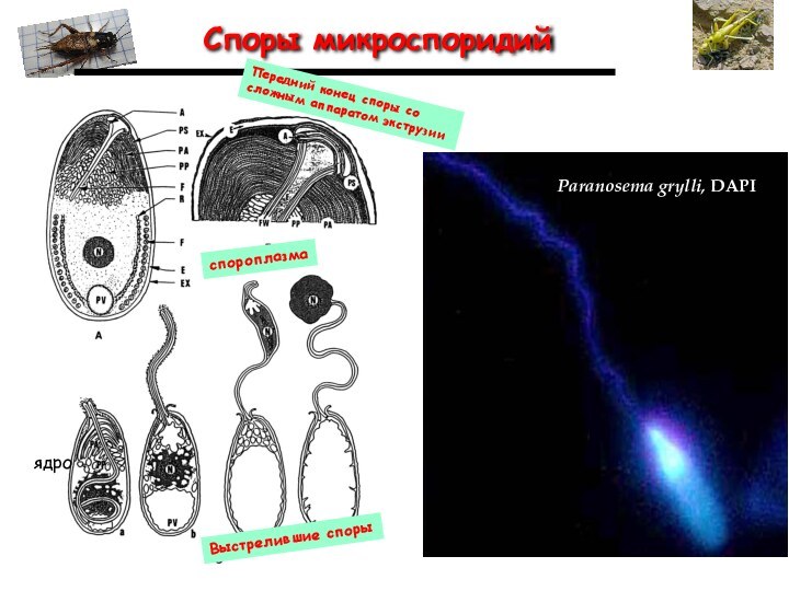 Споры микроспоридий Выстрелившие спорыспороплазмаПередний конец споры со сложным аппаратом экструзииядроParanosema grylli, DAPI