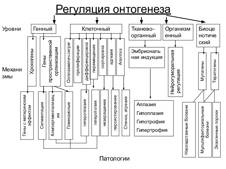 Регуляция онтогенезаУровниМеханизмыПатологии ГенныйКлеточныйТканево-органныйОрганизменныйБиоценотическийХроногеныГены пространственной организацииГены с материнским эффектомСегментацииКомпартментализацииГомеозисныепролиферацияТератогеныадгезияАпоптозсортировкаперемещениедифференцировкаОоплазматич.сегрегМутагеныЭмбриональная индукцияНейрогуморальная регуляцияМультифакториальные болезниЭкзогенные порокиНаследственые болезнинезаращениеСтеноз, атрезияперсистированиегетеротопиягетероплазияАплазияГипоплазияГипотрофияГипертрофия