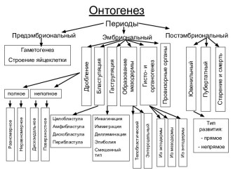 Схемы. Онтогенез и регуляция