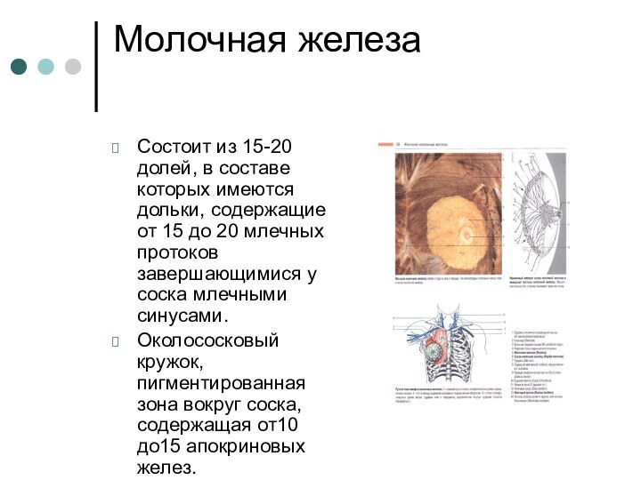 Молочная железаСостоит из 15-20 долей, в составе которых имеются дольки, содержащие от