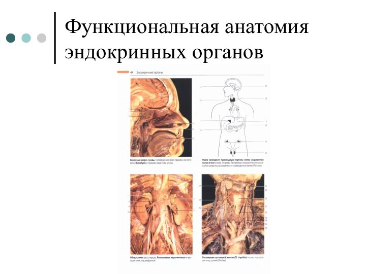 Функциональная анатомия эндокринных органов