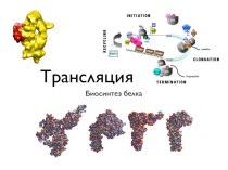 Трансляция. Биосинтез белка