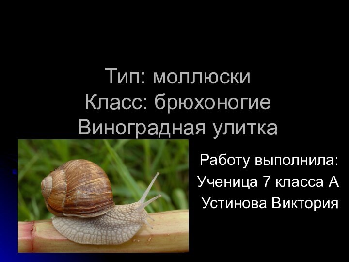 Тип: моллюски Класс: брюхоногие Виноградная улиткаРаботу выполнила:Ученица 7 класса АУстинова Виктория