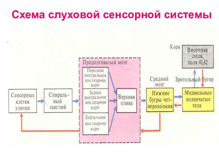 Схема слуховой сенсорной системы