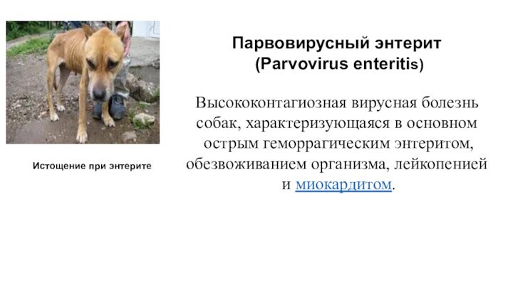 Парвовирусный энтерит (Parvovirus enteritis)Высококонтагиозная вирусная болезнь собак, характеризующаяся в основном острым геморрагическим