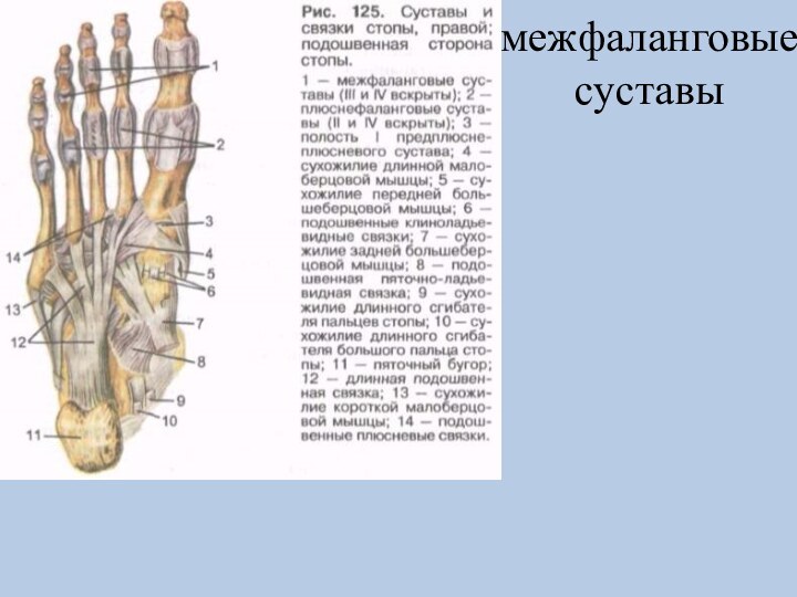 межфаланговые суставы