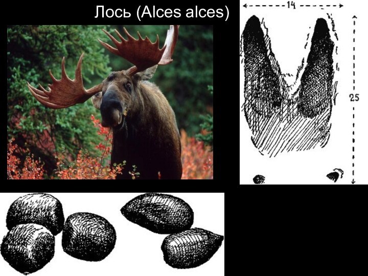 Лось (Alces alces)