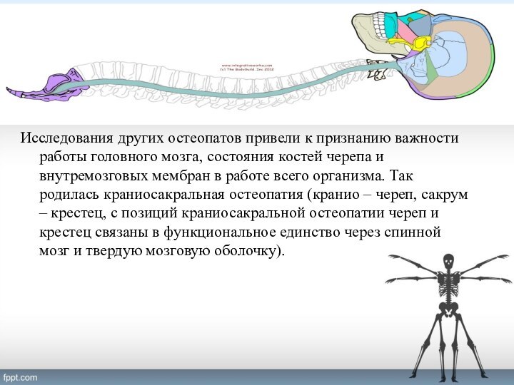 Исследования других остеопатов привели к признанию важности работы головного мозга, состояния костей