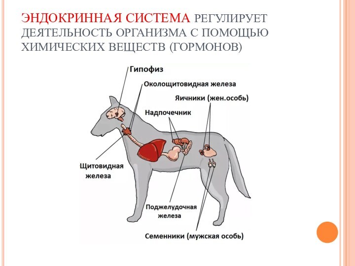 ЭНДОКРИННАЯ СИСТЕМА РЕГУЛИРУЕТ ДЕЯТЕЛЬНОСТЬ ОРГАНИЗМА С ПОМОЩЬЮ ХИМИЧЕСКИХ ВЕЩЕСТВ (ГОРМОНОВ)