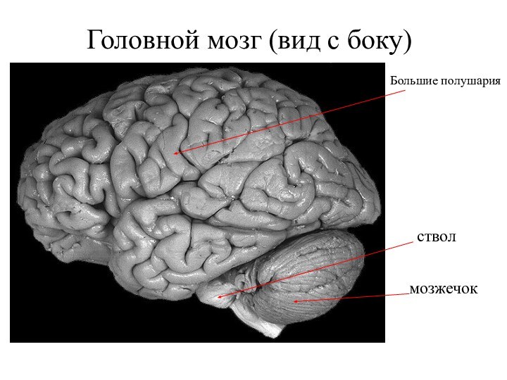Головной мозг (вид с боку)Большие полушариястволмозжечок
