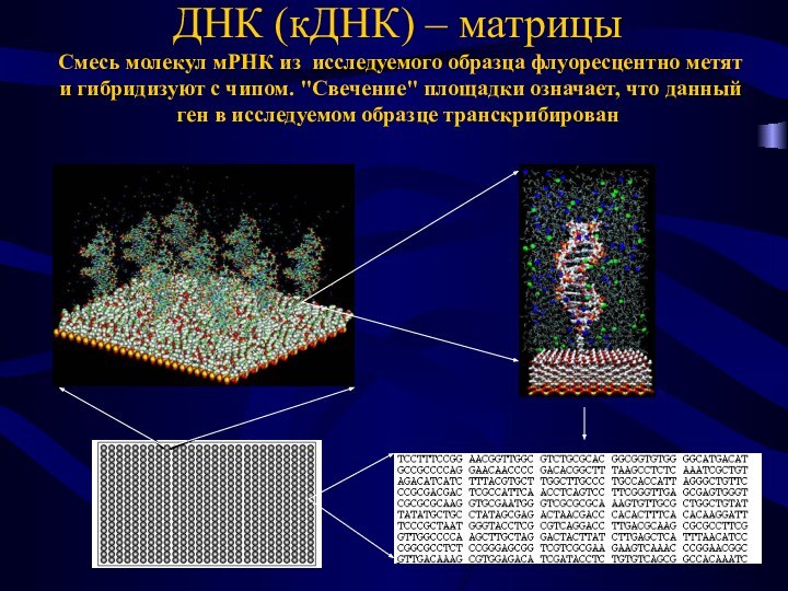 ДНК (кДНК) – матрицы Смесь молекул мРНК из исследуемого образца флуоресцентно метят