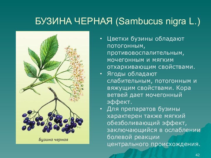 БУЗИНА ЧЕРНАЯ (Sambucus nigra L.)Цветки бузины обладают потогонным, противовоспалительным, мочегонным и мягким