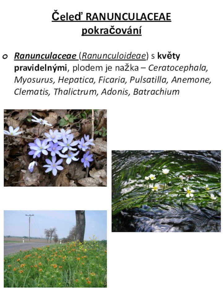 Čeleď RANUNCULACEAE pokračováníRanunculaceae (Ranunculoideae) s květy pravidelnými, plodem je nažka – Ceratocephala,