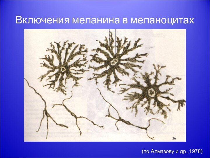 Включения меланина в меланоцитах(по Алмазову и др.,1978)