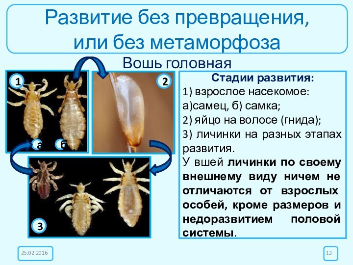 Развитие без превращения, или без метаморфозаВошь головная25.02.2016Стадии развития:1) взрослое насекомое:а)самец, б) самка;2)