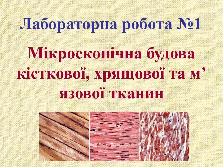 Лабораторна робота №1Мікроскопічна будова кісткової, хрящової та м’язової тканин