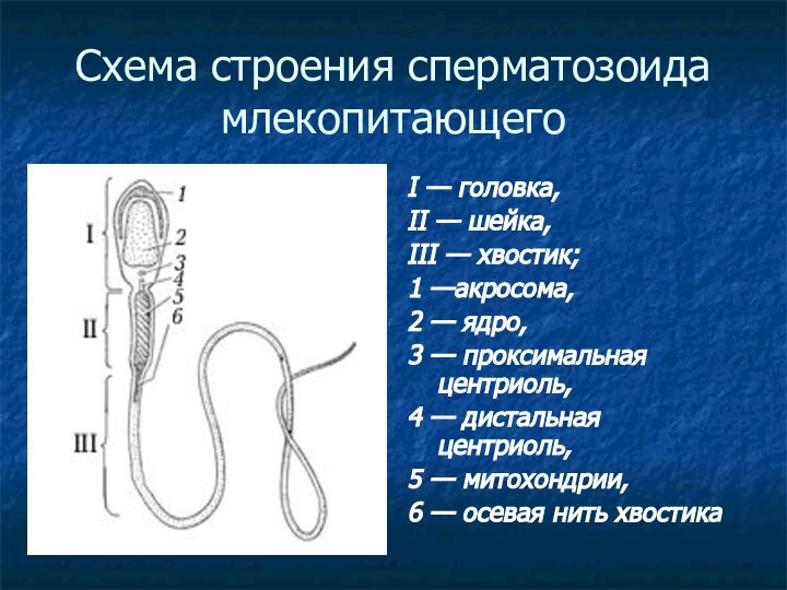 Схема строения сперматозоида млекопитающегоI — головка, II — шейка, III — хвостик;