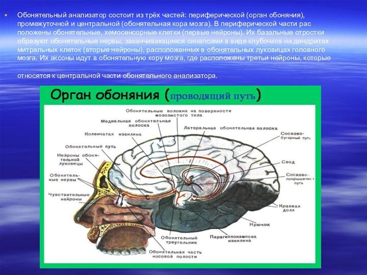 Обонятельный анализатор состоит из трёх частей: периферической (орган обоняния), промежуточной и центральной