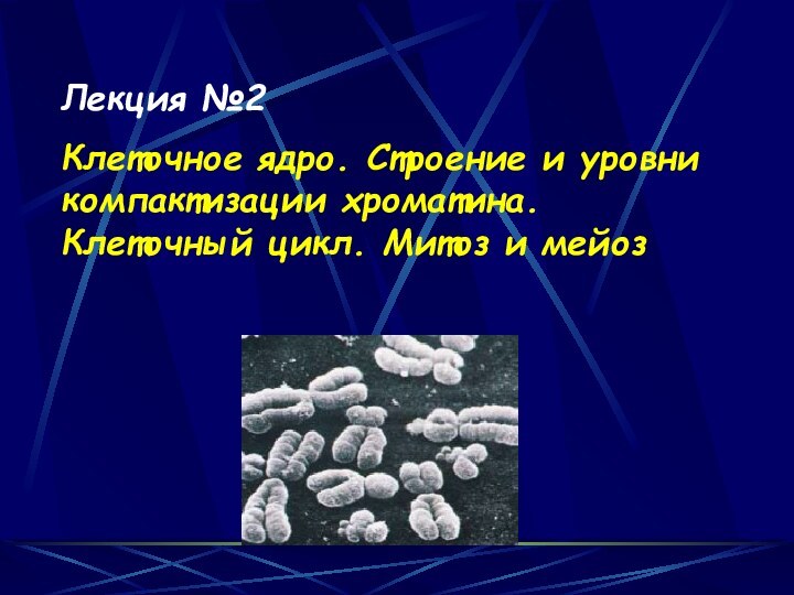 Лекция №2Клеточное ядро. Строение и уровни компактизации хроматина. Клеточный цикл. Митоз и мейоз